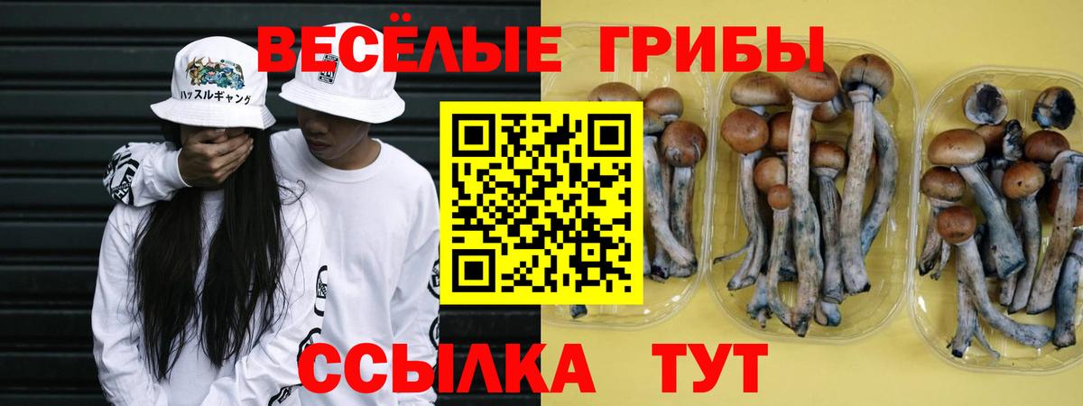 Мыски  Галлюциногенные грибы Psilocybe  Вход с VPN  Галлюциногенные грибы мицелий 